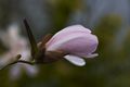 Magnolia stellata Rosea Magnolia gwiaździsta